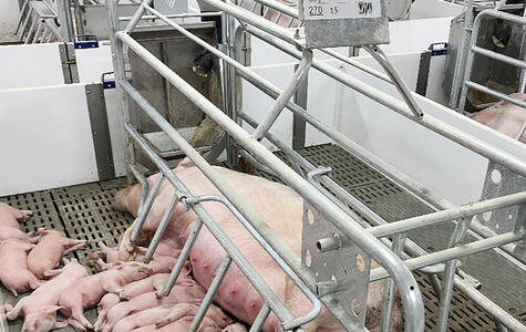 Trusscore white norlock installed for penning in a hog facility