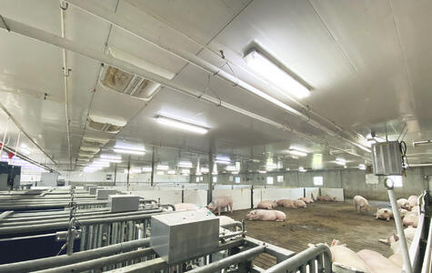Trusscore white wall&ceilingboard installed on the ceiling and norlock penning in a hog facility