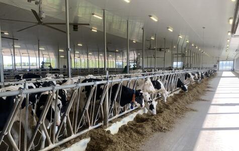 Trusscore Wall&CeilingBoard in a Dairy Farm